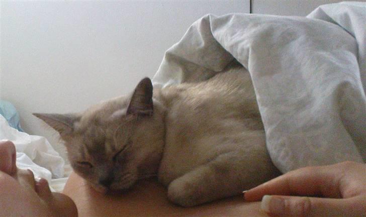 Burmilla Milo - Åhh det er hyggeligt!  billede 6