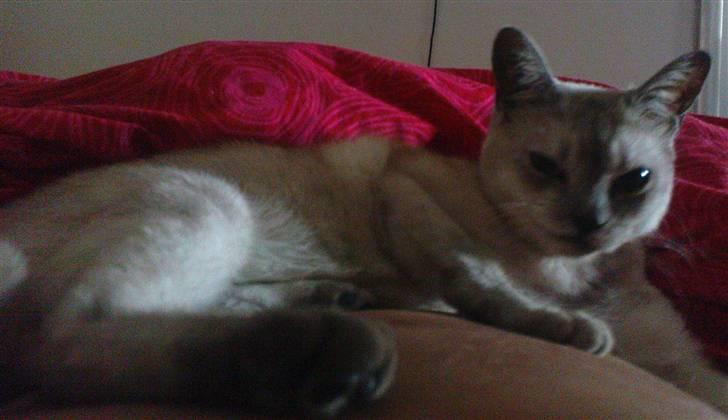 Burmilla Milo - Åhh den mave her er god ;) billede 7