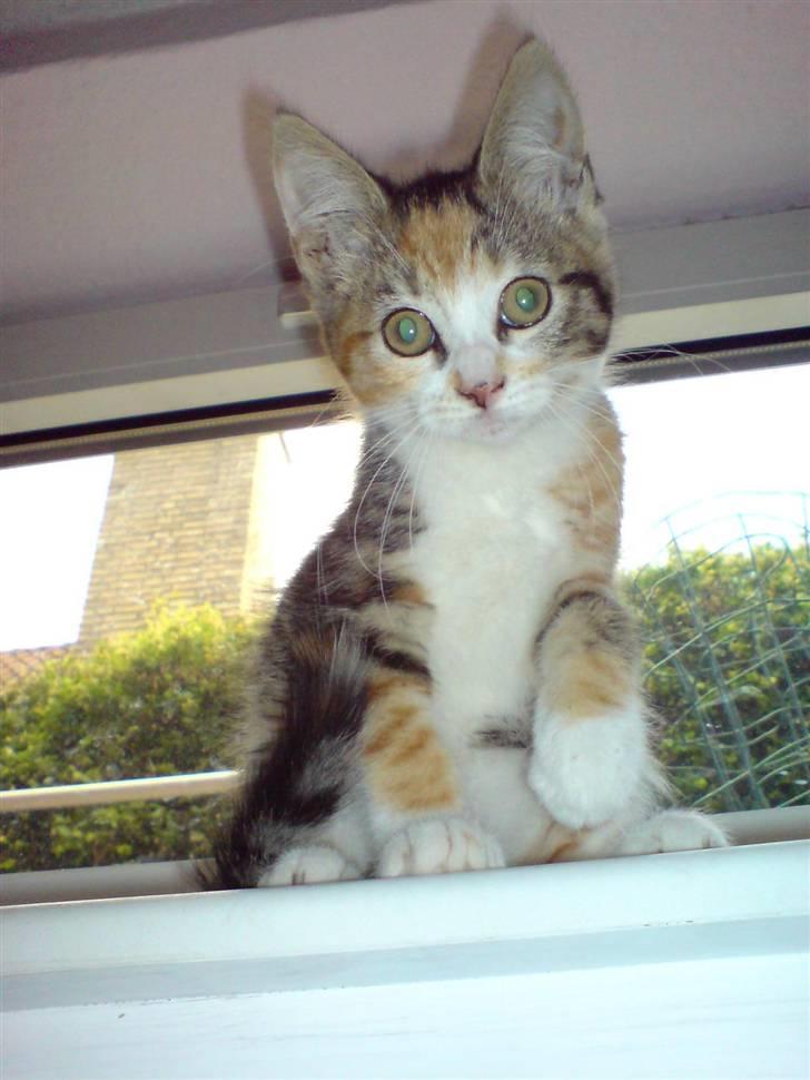 Blanding af racer Mobi *har fået nyt hjem* billede 1