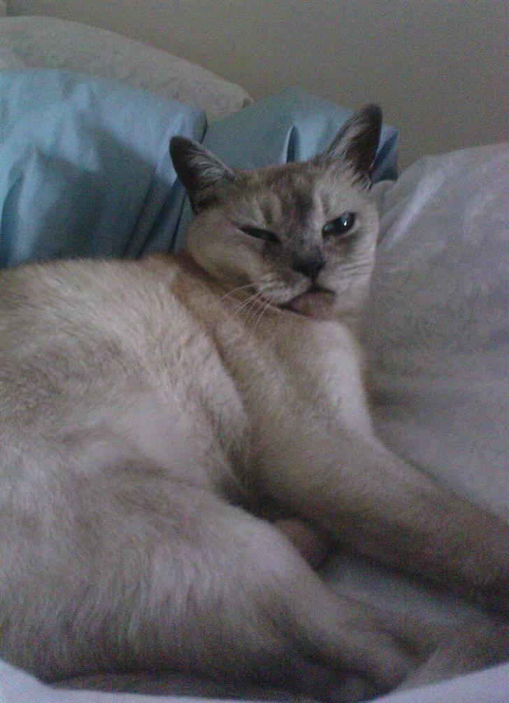 Burmilla Milo - Hvad glor du på?  billede 8