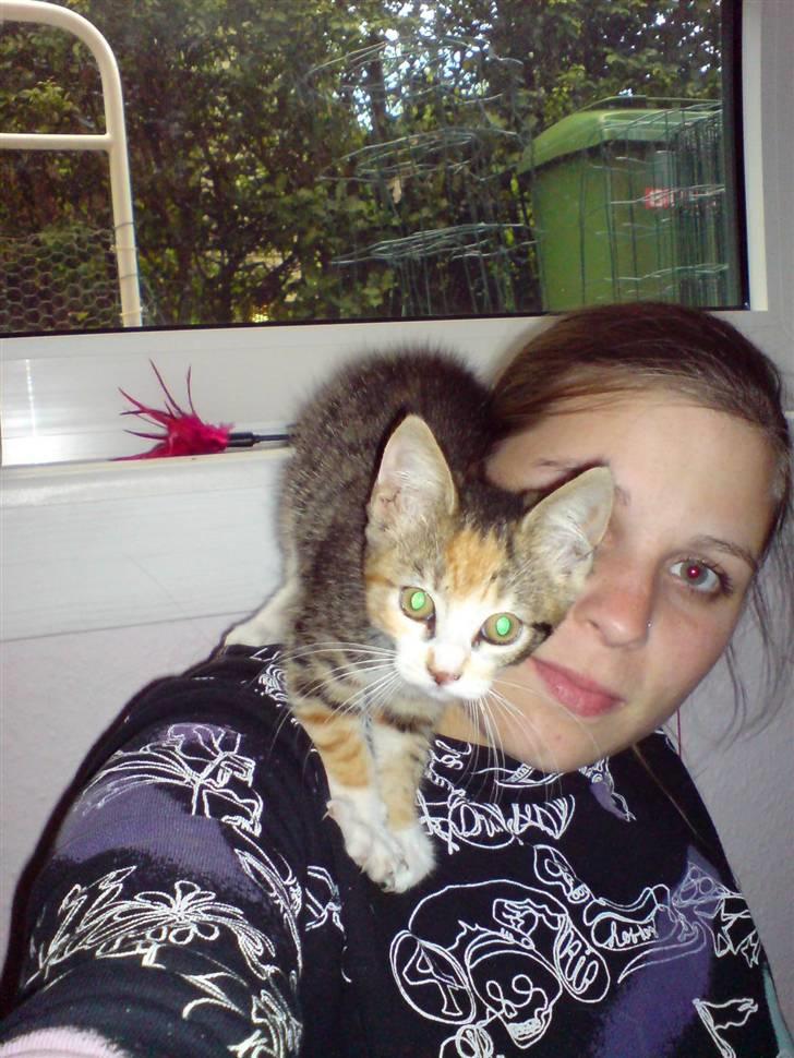 Blanding af racer Mobi *har fået nyt hjem* - Bær lige over med mig... hehe billede 2