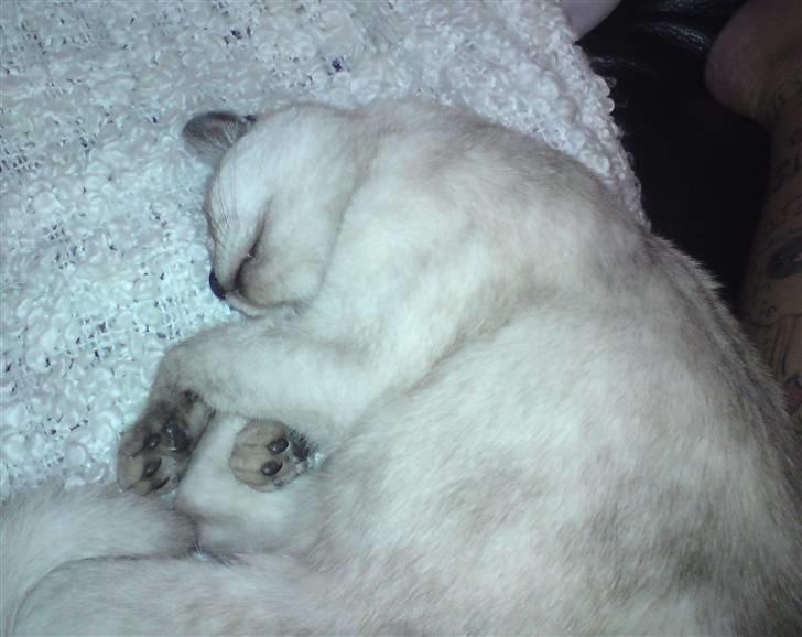 Burmilla Milo - Kan du holde til det?! billede 9