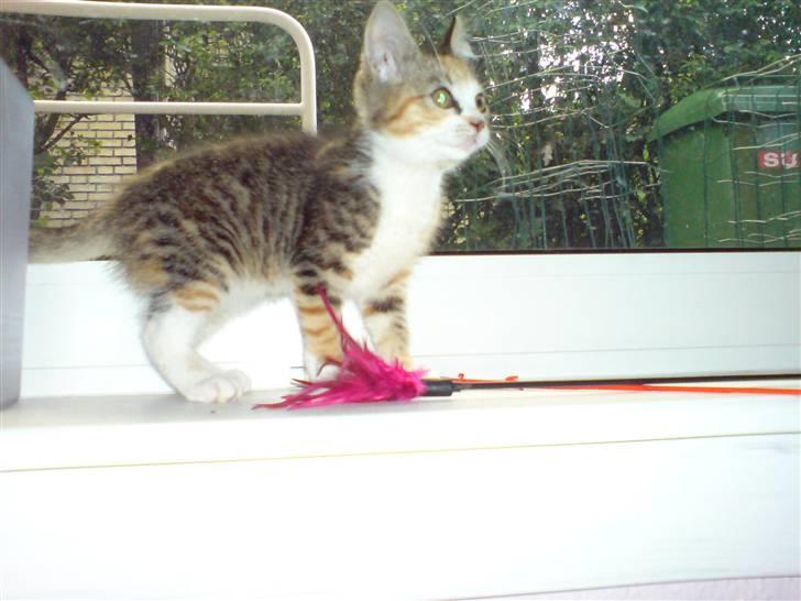 Blanding af racer Mobi *har fået nyt hjem* billede 3