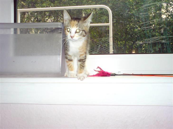 Blanding af racer Mobi *har fået nyt hjem* billede 4