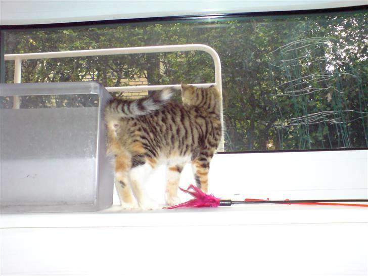 Blanding af racer Mobi *har fået nyt hjem* - Jeg syntes jeg så en fugl...!!?? billede 5