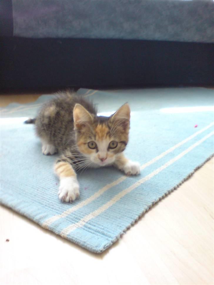 Blanding af racer Mobi *har fået nyt hjem* - Skal vi lege? billede 6