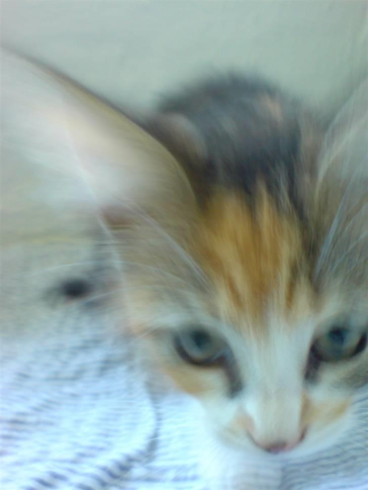 Blanding af racer Mobi *har fået nyt hjem* billede 7