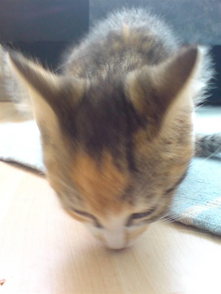 Blanding af racer Mobi *har fået nyt hjem* - Hun fandt lige et micro bitte stykke chokolade... billede 8