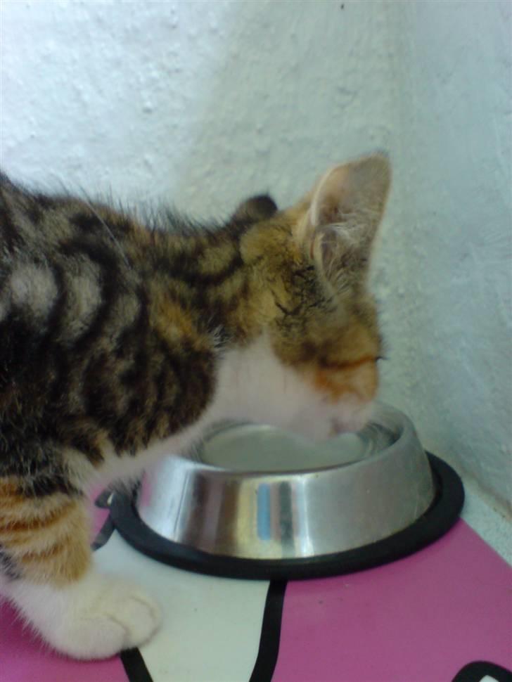 Blanding af racer Mobi *har fået nyt hjem* - Mmmmmm Mums vand... billede 9