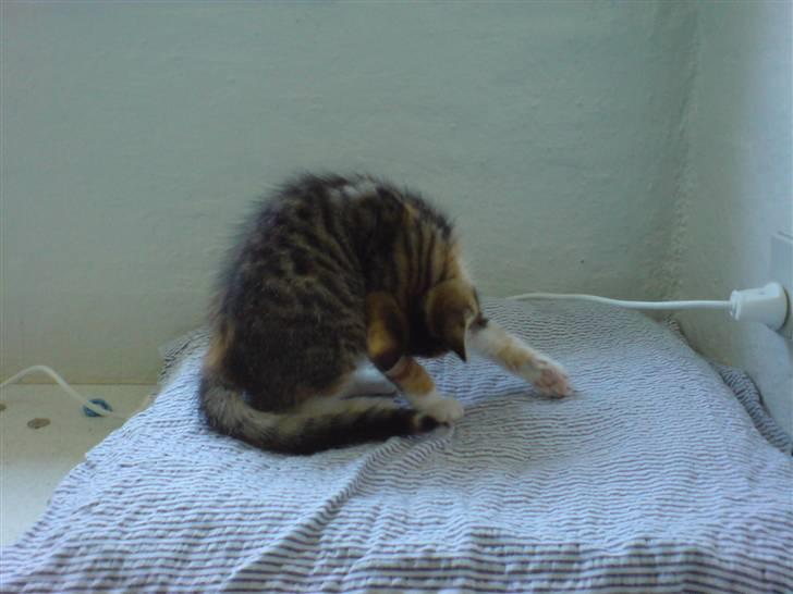 Blanding af racer Mobi *har fået nyt hjem* - Jeg kan også finde ud af at vaske mig... hæhæ billede 10