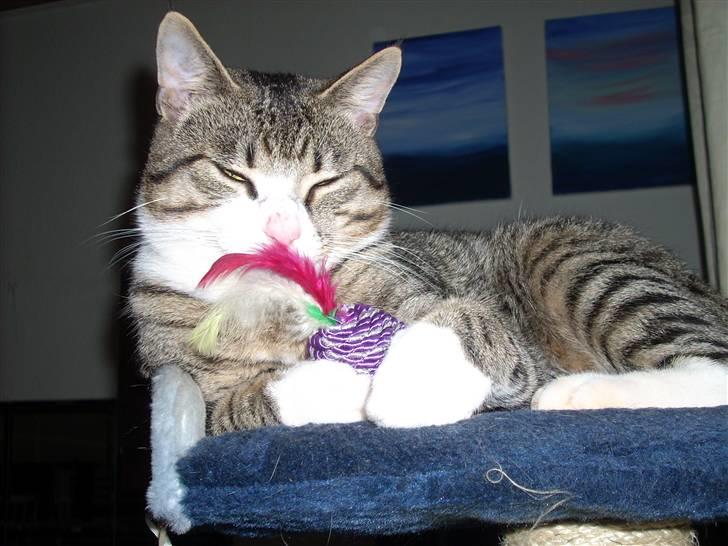 Huskat Pelle  - 12*/NYT/ Pelle leger/sover x) Fotograf-Minna(Som er mig) billede 12