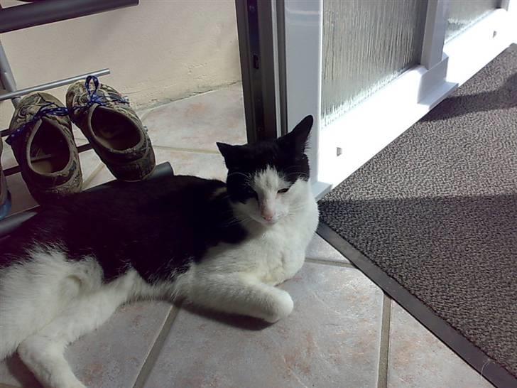 Huskat Manse - Bror til futte - luft solsken udsikt jeg har det bare luksus<33 billede 16