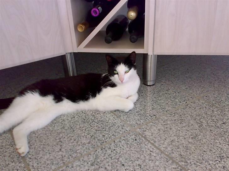 Huskat Manse - Bror til futte - uhhh lige her er guldet dejlit varmt billede 17