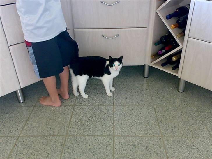 Huskat Manse - Bror til futte - manse er så fedet når der gælder mad heh han er så dejlig<3 billede 18