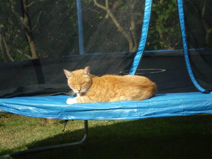 Huskat Frazze - yesyesyes!!! trampoln mesteren er på banen igen.. billede 7
