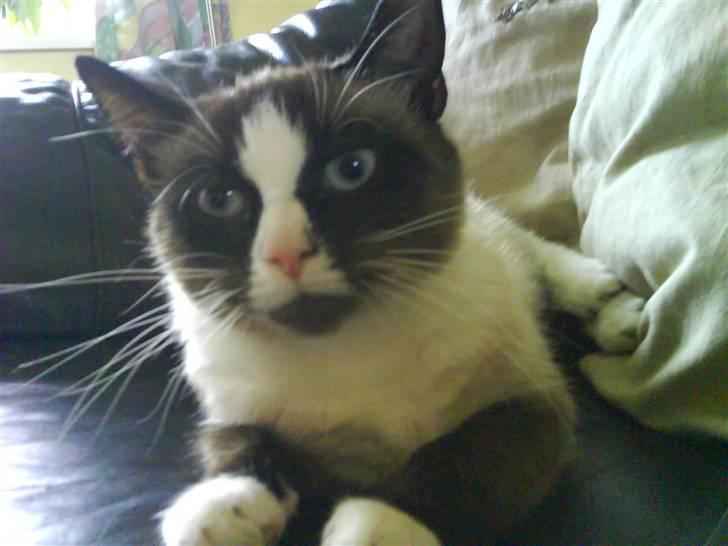 Blanding af racer Dronningen <3 ;D billede 10