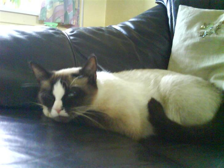 Blanding af racer Dronningen <3 ;D billede 11