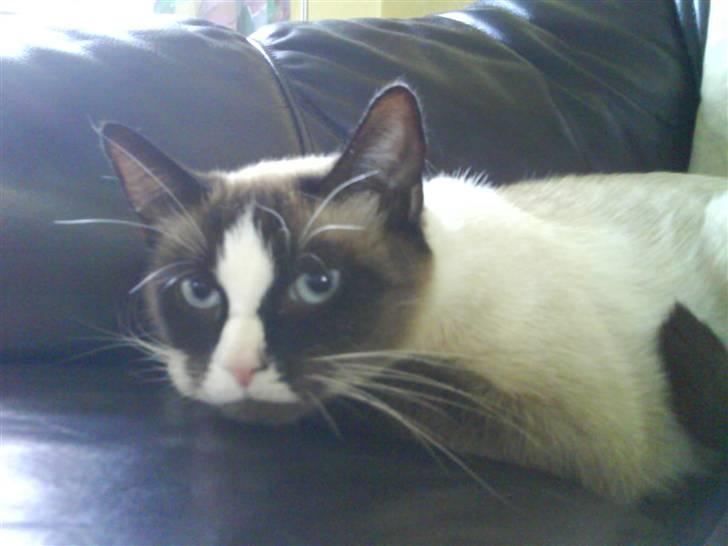 Blanding af racer Dronningen <3 ;D billede 12