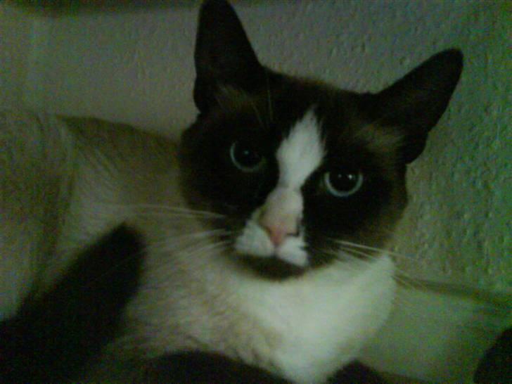 Blanding af racer Dronningen <3 ;D billede 13