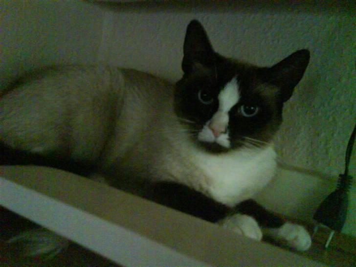 Blanding af racer Dronningen <3 ;D billede 14