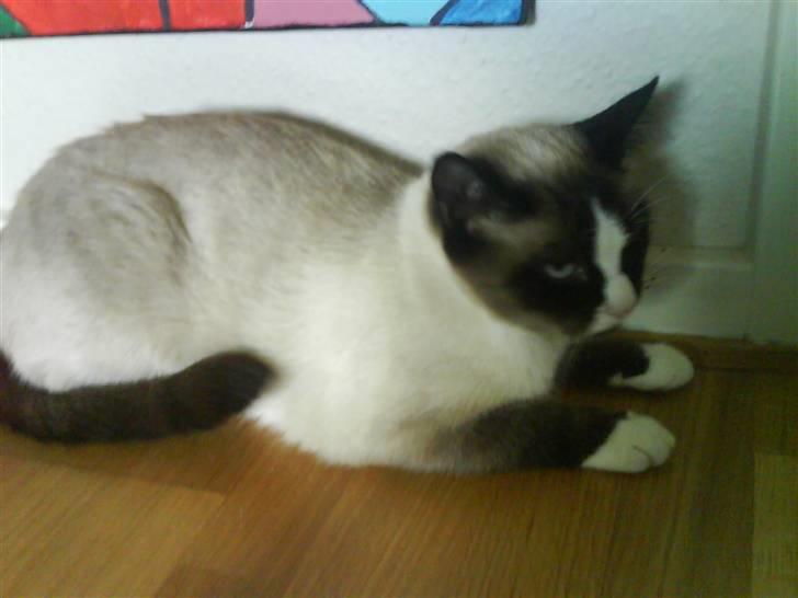 Blanding af racer Dronningen <3 ;D billede 15