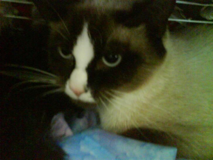 Blanding af racer Dronningen <3 ;D billede 16