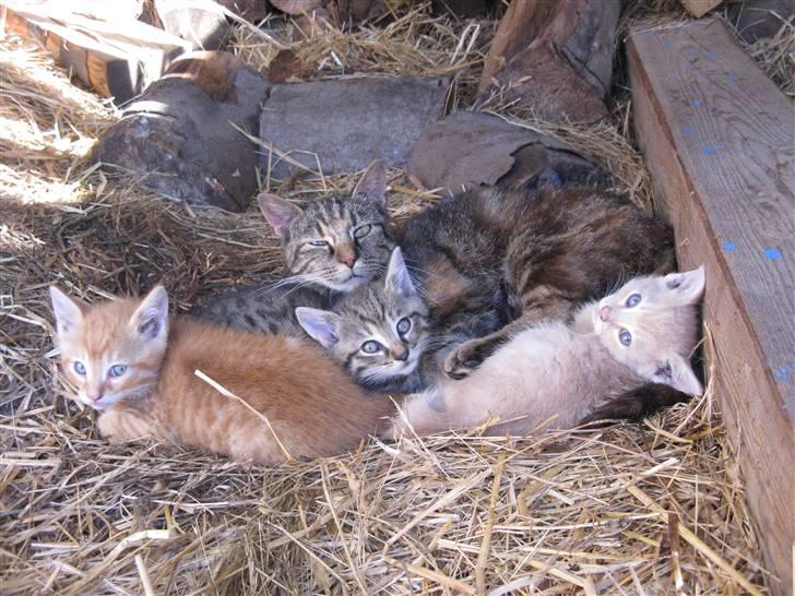 Huskat Pink Panda **Forsvundet** - Hele missefamilien :D billede 16