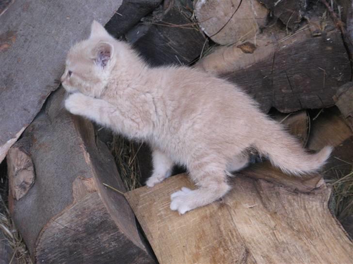 Huskat Pink Panda **Forsvundet** billede 17