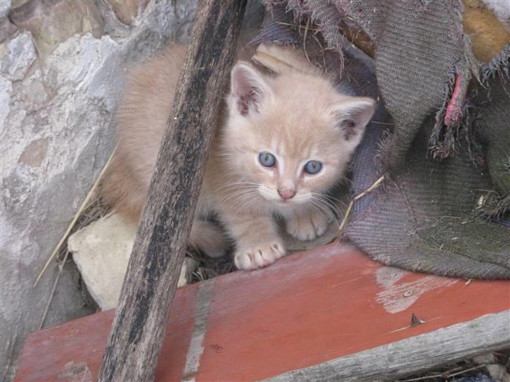 Huskat Pink Panda **Forsvundet** billede 18