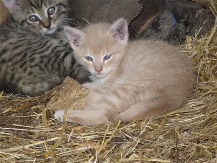 Huskat Pink Panda **Forsvundet** billede 19