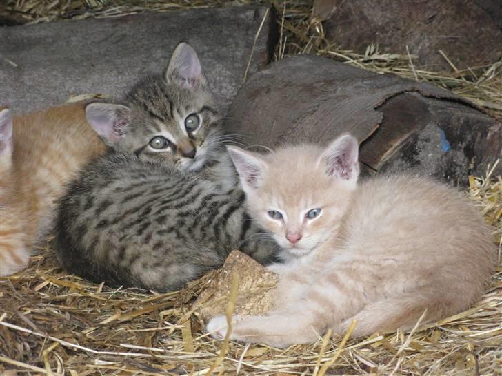 Huskat Pink Panda **Forsvundet** billede 20