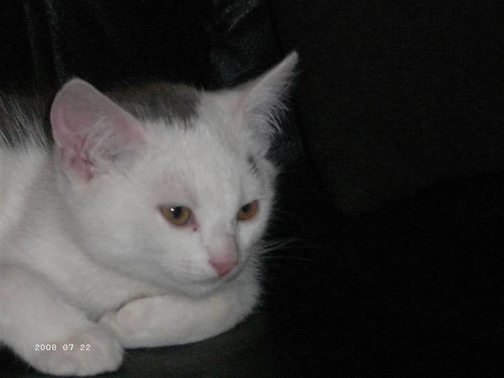 Blanding af racer BABY girl. * Solgt* :( <3 billede 4