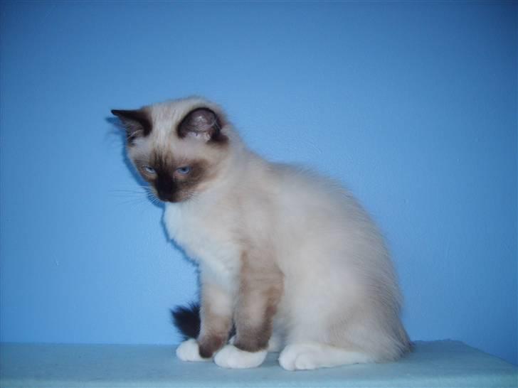 Ragdoll Eddie (R.I.P) billede 11