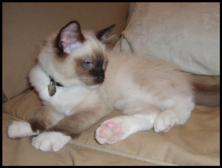 Ragdoll Eddie (R.I.P) billede 12