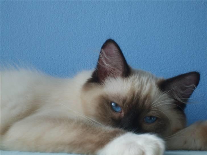 Ragdoll Eddie (R.I.P) billede 13