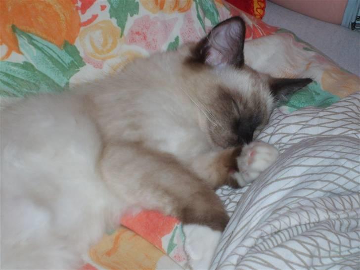 Ragdoll Eddie (R.I.P) billede 14