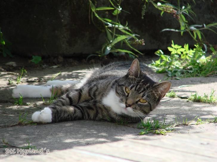 Huskat Luske billede 13