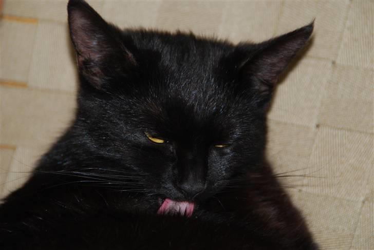 Huskat Sandi - Sandi jeg elsker dig <3 billede 7