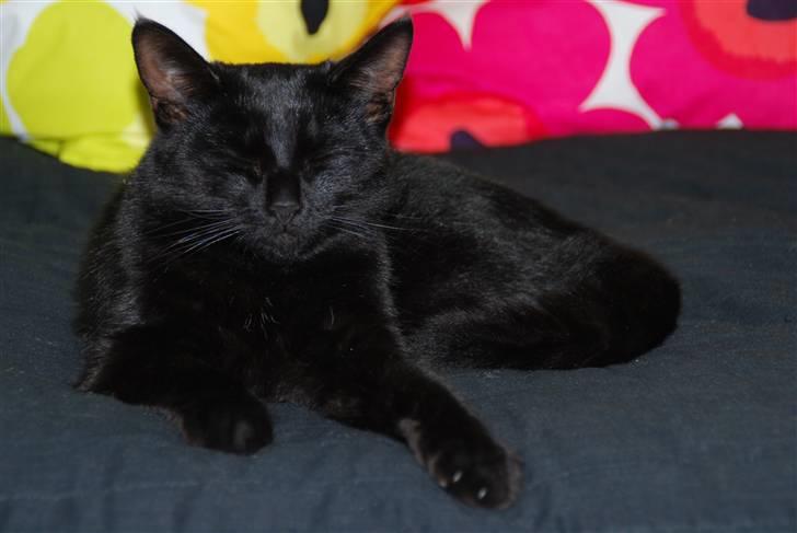 Huskat Sandi - Sandi nede på mit værelse <3 billede 8