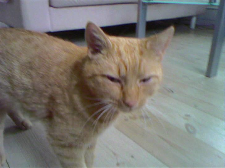 Huskat Lucca - En glad Lucca billede 1