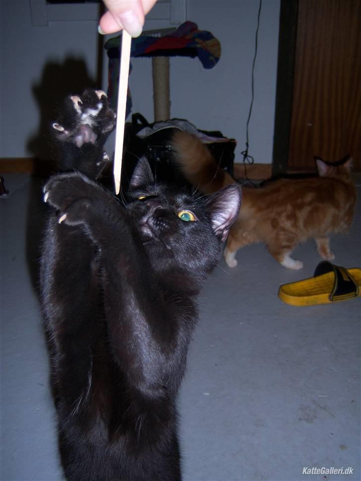 Blanding af racer Baghera   *RIP* billede 1