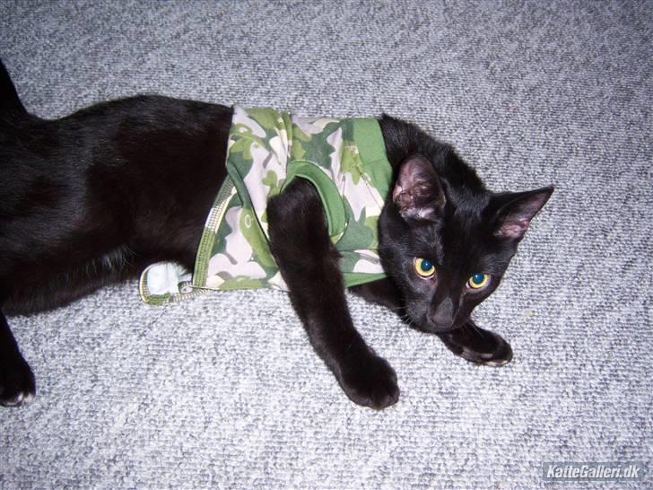 Blanding af racer Baghera   *RIP* billede 2