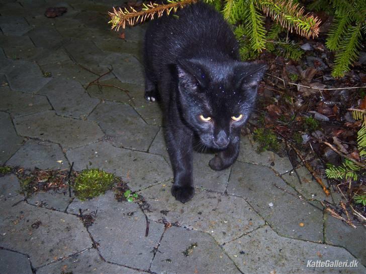 Blanding af racer Baghera   *RIP* billede 3