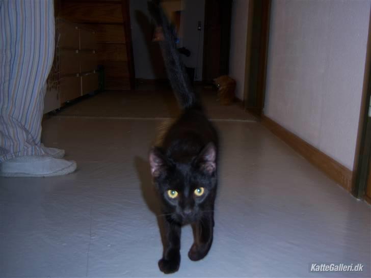 Blanding af racer Baghera   *RIP* billede 4