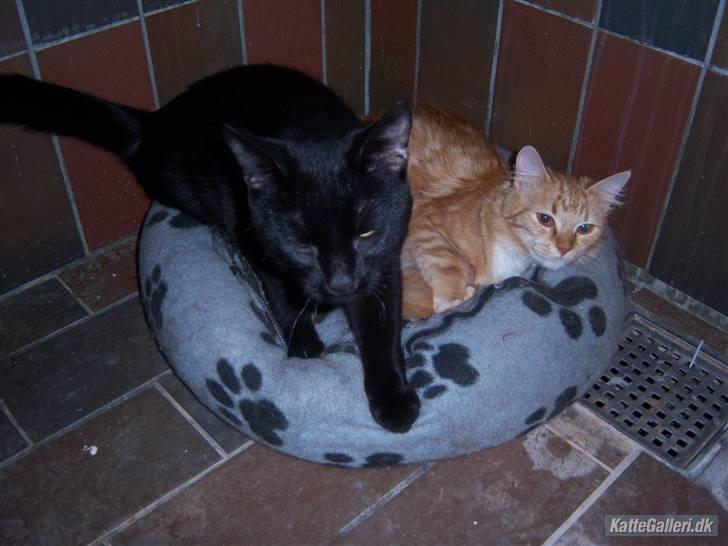 Blanding af racer Baghera   *RIP* billede 5