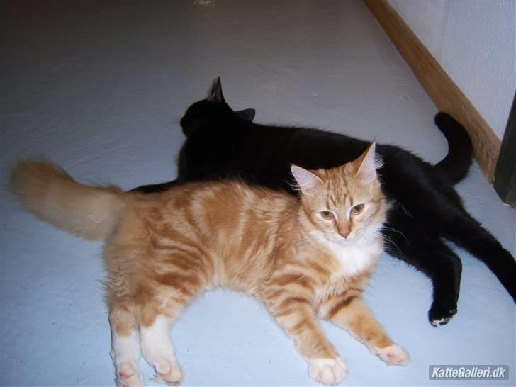 Blanding af racer Baghera   *RIP* billede 6