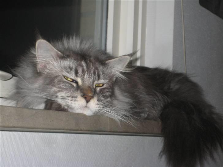 Maine Coon Solskinøen's Toledo - nico bassemand :D billede 1