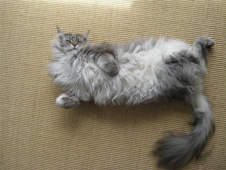 Maine Coon Solskinøen's Toledo billede 2