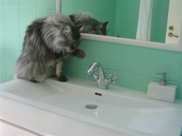 Maine Coon Solskinøen's Toledo billede 3