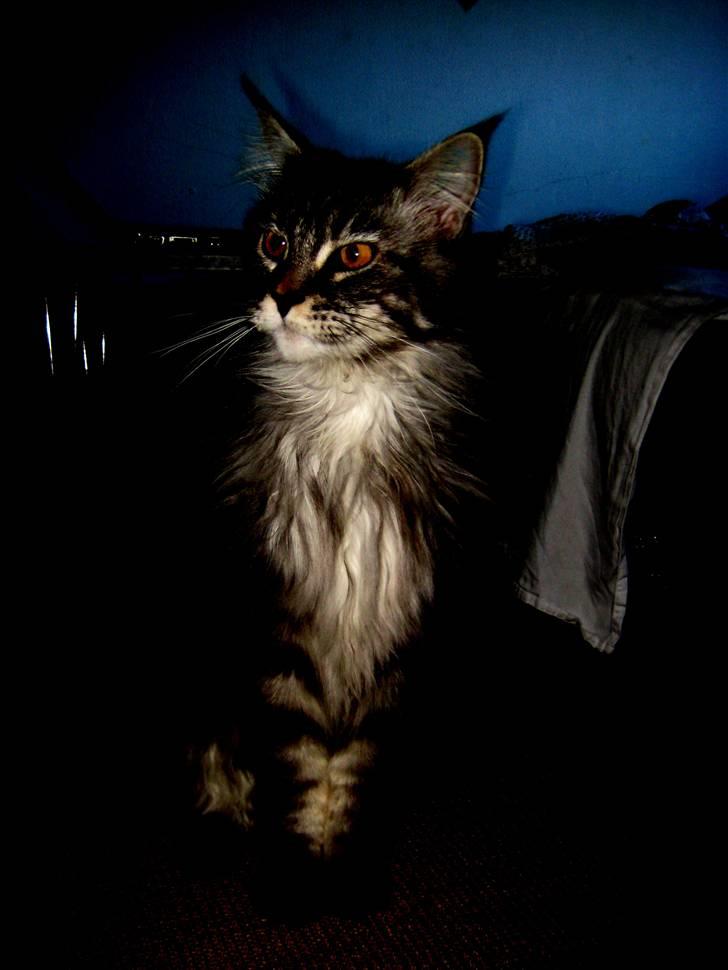 Maine Coon Solskinøen's Toledo billede 4